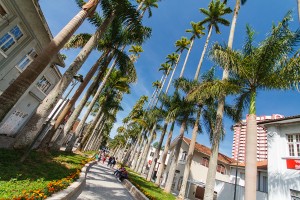 nova rua palmeiras (1)
